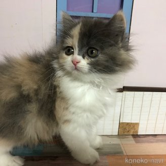 販売中の愛知県のスコティッシュフォールド-116853の8枚目