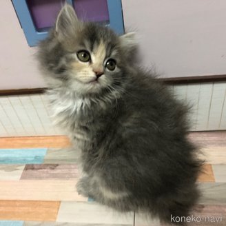 販売中の愛知県のスコティッシュフォールド-116854の3枚目