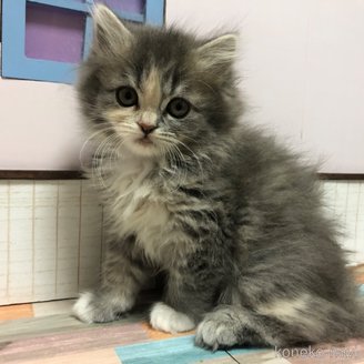 販売中の愛知県のスコティッシュフォールド-116854の4枚目
