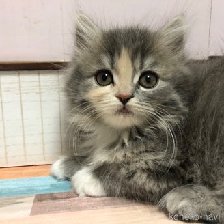 販売中の愛知県のスコティッシュフォールド-116854の1枚目
