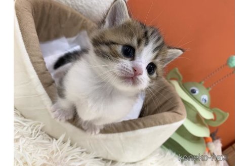 販売中の大阪府のマンチカン(短足)-116857の2枚目