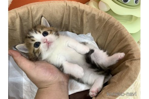 販売中の大阪府のマンチカン(短足)-116857の4枚目