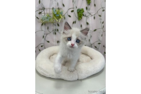 販売中の広島県のラグドール-113786の1枚目