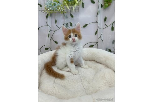 販売中の広島県のメインクーン-114324