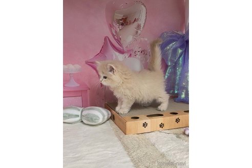成約済の千葉県のマンチカン-116861の10枚目