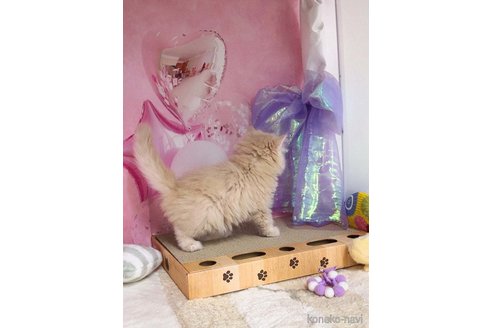 成約済の千葉県のマンチカン-116861の11枚目