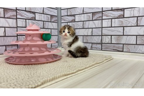 販売中の福岡県のマンチカン-116871の4枚目