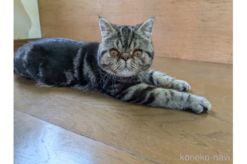 販売中の大阪府のエキゾチックショートヘア-115838の2枚目