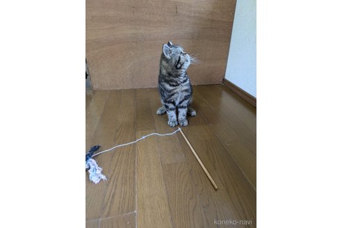 販売中の大阪府のエキゾチックショートヘア-115838の4枚目