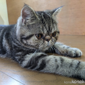 販売中の大阪府のエキゾチックショートヘア-115838