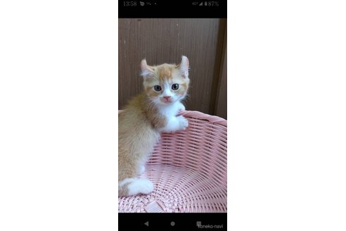 成約済の千葉県のキンカロー-113991の2枚目