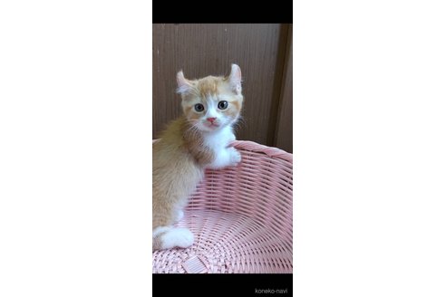 成約済の千葉県のキンカロー-113991の3枚目