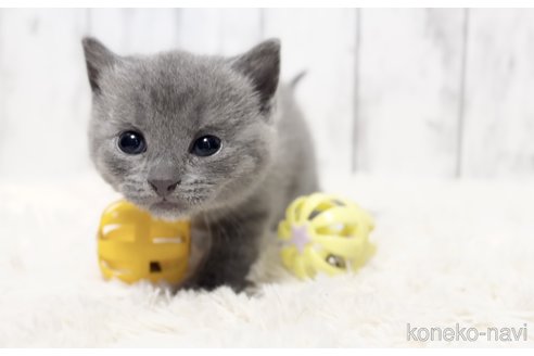 販売中の静岡県のシャルトリュー-116883の2枚目