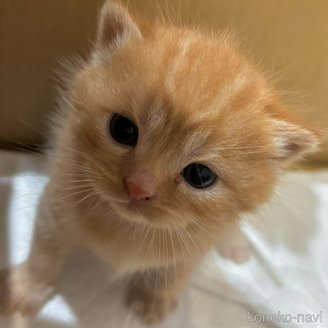 販売中の福岡県のスコティッシュフォールド(折れ耳)-116292の1枚目