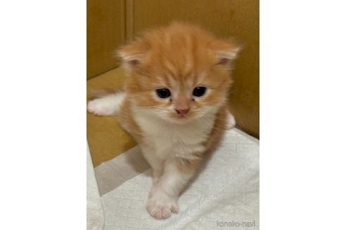 販売中の福岡県のスコティッシュフォールド(折れ耳)-116291の2枚目