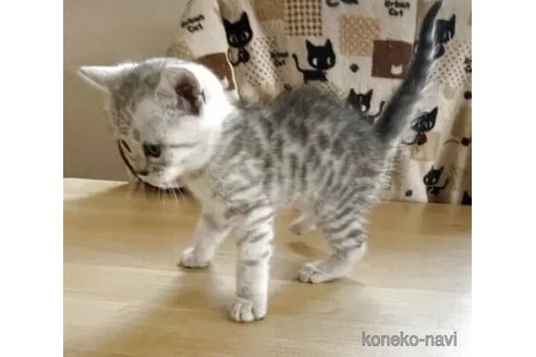 販売中の東京都のジェネッタ-116886の4枚目