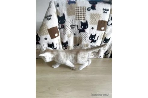 販売中の東京都のジェネッタ-116887の2枚目