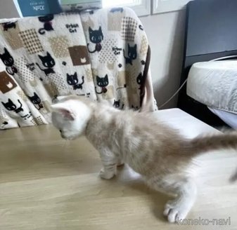 販売中の東京都のジェネッタ-116887の3枚目