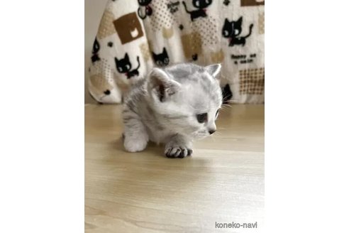 販売中の東京都のジェネッタ-116888の2枚目