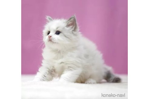 販売中の埼玉県のラグドール-116889の2枚目