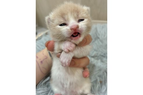 販売中の福岡県のスコティッシュフォールド(折れ耳)-116897の3枚目