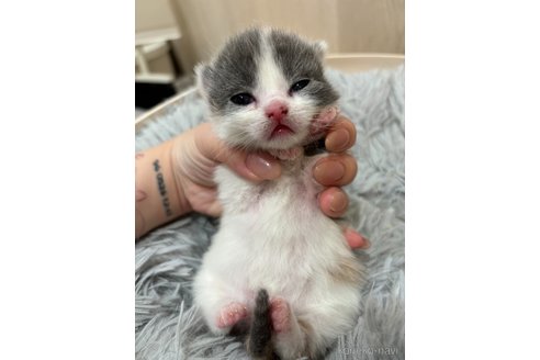販売中の福岡県のスコティッシュフォールド(折れ耳)-116898の2枚目