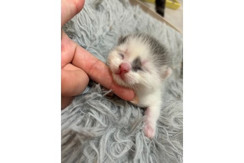 販売中の福岡県のスコティッシュフォールド(折れ耳)-116899の2枚目