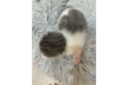 販売中の福岡県のスコティッシュフォールド(折れ耳)-116899の3枚目