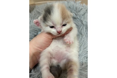 販売中の福岡県のスコティッシュフォールド(折れ耳)-116900の2枚目