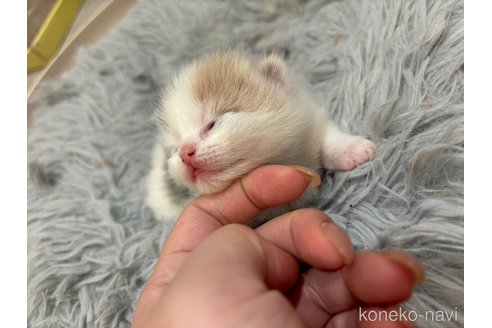 販売中の福岡県のスコティッシュフォールド(折れ耳)-116900の3枚目
