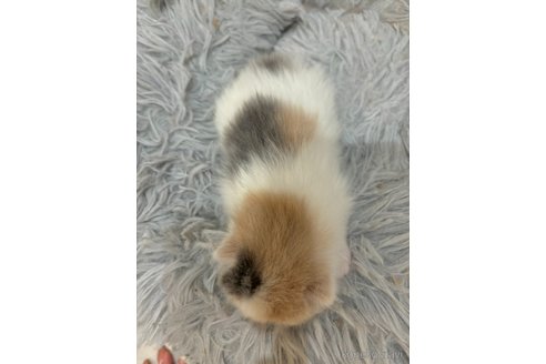 販売中の福岡県のスコティッシュフォールド(折れ耳)-116900の4枚目