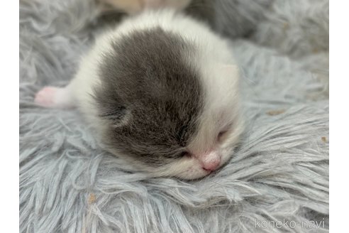 販売中の福岡県のスコティッシュフォールド(折れ耳)-116901の2枚目