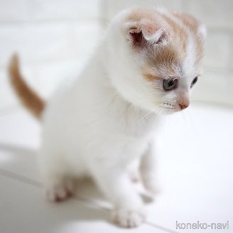 販売中の愛知県のスコティッシュフォールド-115009の3枚目