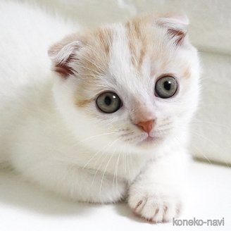 販売中の愛知県のスコティッシュフォールド-115009の9枚目