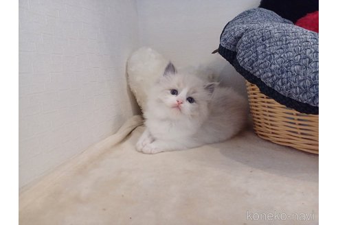 販売中の東京都のラグドール-116923の2枚目