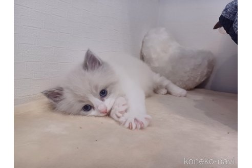 販売中の東京都のラグドール-116923の4枚目