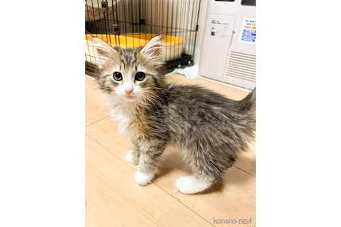 販売中の兵庫県のノルウェージャンフォレストキャット-116919の2枚目