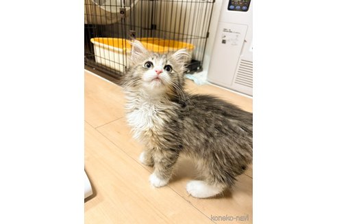 販売中の兵庫県のノルウェージャンフォレストキャット-116919の5枚目