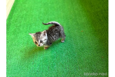 販売中の鹿児島県のスコティッシュフォールド-112700の3枚目