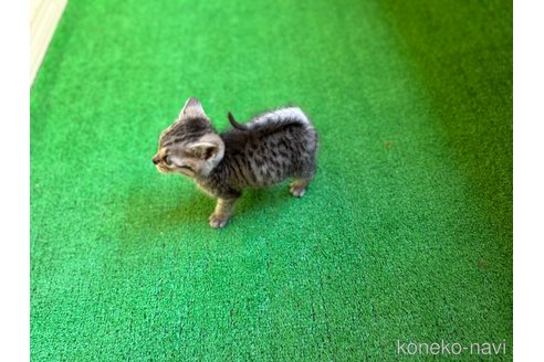 販売中の鹿児島県のスコティッシュフォールド-112700の2枚目