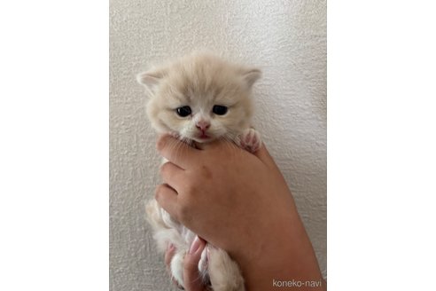 販売中の千葉県のマンチカン(短足)-115314の3枚目
