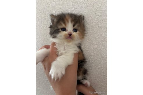 販売中の千葉県のマンチカン-115315の7枚目