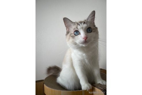 ティファニーちゃん1枚目