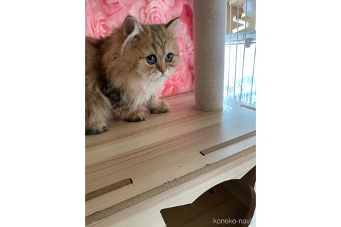販売中の福岡県のペルシャ(チンチラ)-114551の5枚目