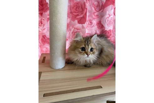 販売中の福岡県のペルシャ(チンチラ)-115007の2枚目