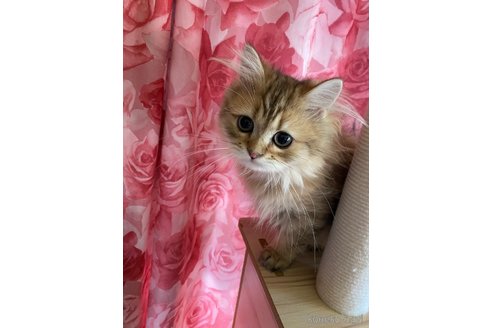 販売中の福岡県のペルシャ(チンチラ)-115007の1枚目
