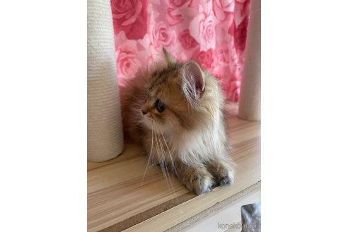 販売中の福岡県のペルシャ(チンチラ)-115007の3枚目