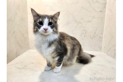 販売中の北海道のノルウェージャンフォレストキャット-116959の6枚目