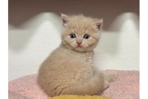販売中の神奈川県のスコティッシュフォールド-116963の3枚目