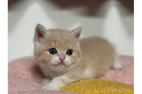 販売中の神奈川県のスコティッシュフォールド-116965の8枚目